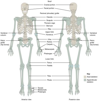 Dụng cụ chỉnh hình — giải pháp cho các vấn đề thần kinh cơ, xương và khớp